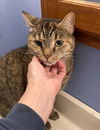 adoptable Cat in , OH named Monique bonded with Manfield