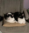 adoptable Cat in , OH named Mervin bonded with Mindy