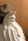 adoptable Cat in macedonia, OH named Darrell, Darryl, and Larry