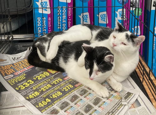 DARRELL BONDED WITH DARRYL - Domestic Short Hair available for adoption
