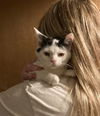 adoptable Cat in , OH named Larry, Darrell, and Darryl