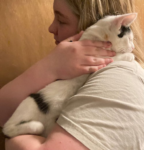 LARRY - Domestic Short Hair available for adoption