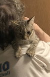 adoptable Cat in macedonia, OH named Cassandra bonded with Connie