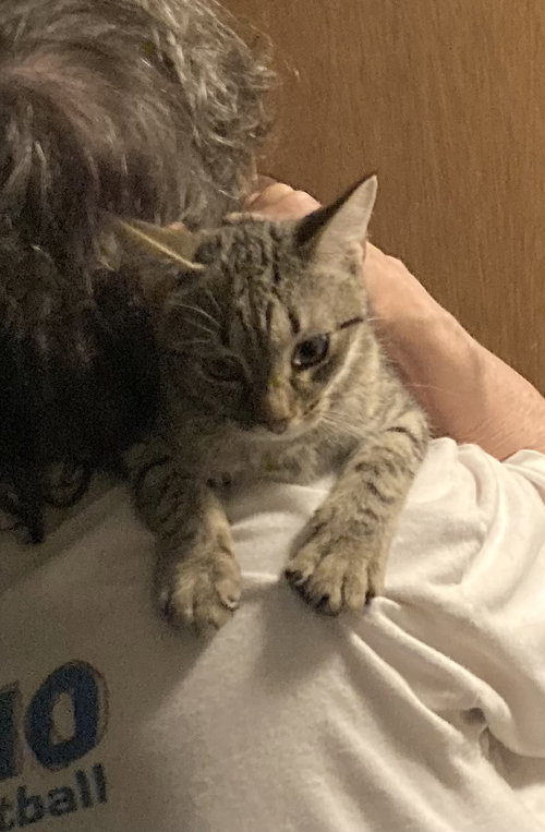 CONNIE BONDED WITH CASSANDRA - Domestic Short Hair available for adoption
