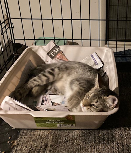 CONNIE BONDED WITH CASSANDRA - Domestic Short Hair available for adoption