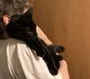 adoptable Cat in macedonia, OH named Connie bonded with Cassandra