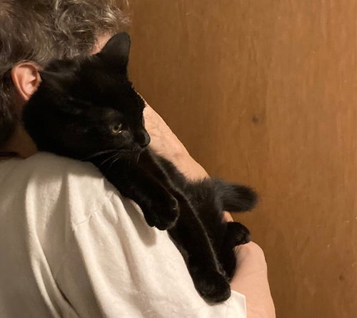 CASSANDRA BONDED WITH CONNIE - Domestic Short Hair available for adoption