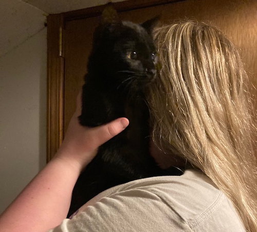CASSANDRA BONDED WITH CONNIE - Domestic Short Hair available for adoption
