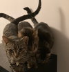 3 Amigos bonded with male Amigo - Photo 2