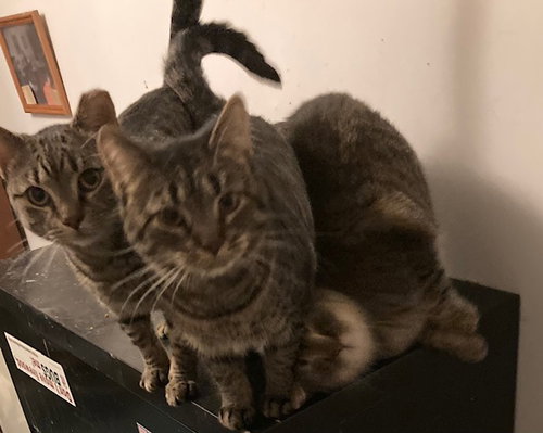 3 AMIGOS BONDED WITH FEMALE AMIGOS - Domestic Short Hair available for adoption
