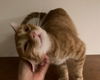 adoptable Cat in , OH named Baxter