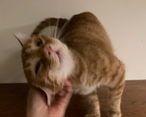 BAXTER - Domestic Short Hair available for adoption