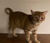 Baxter - Photo 3