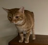 Baxter - Photo 4