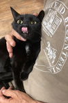 adoptable Cat in , OH named Belle bonded with Amaya