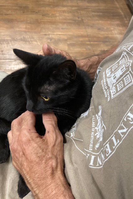 BELLE BONDED WITH AMAYA - Domestic Short Hair available for adoption