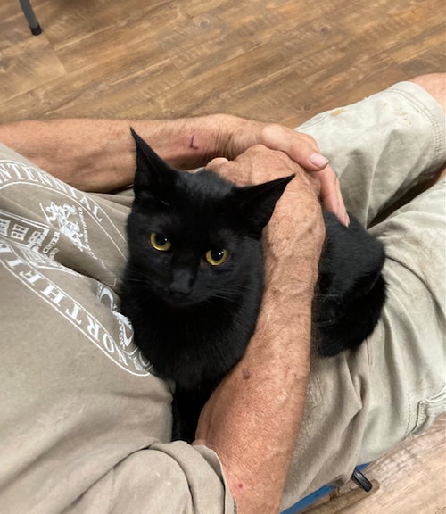 AMAYA BONDED WITH BELLE - Domestic Short Hair available for adoption