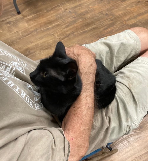 AMAYA BONDED WITH BELLE - Domestic Short Hair available for adoption