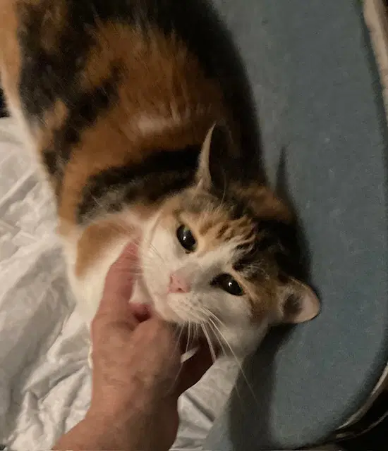 California Girl - Domestic Short Hair