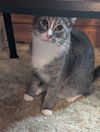 adoptable Cat in , OH named Simon bonded with Erica