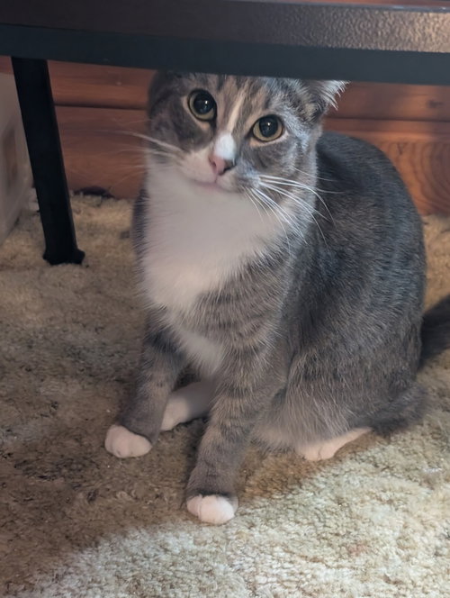 SIMON BONDED WITH ERICA - Domestic Short Hair / Tabby available for adoption