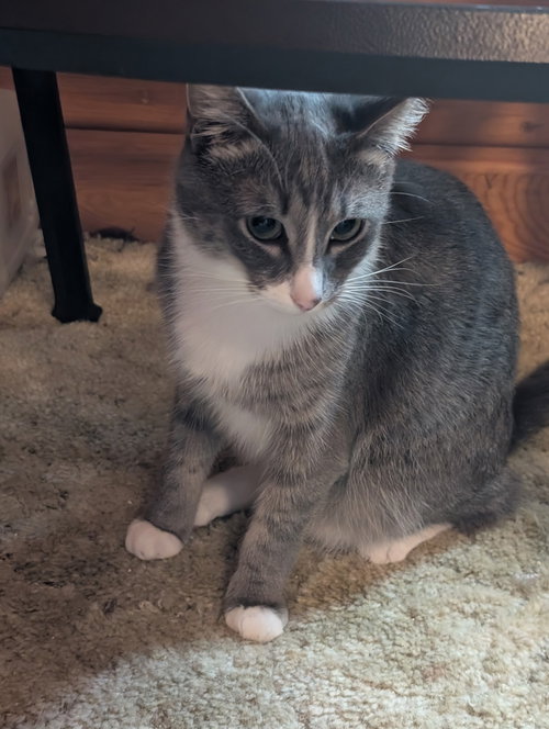 SIMON BONDED WITH ERICA - Domestic Short Hair / Tabby available for adoption