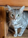 adoptable Cat in  named Erica bonded with Simon