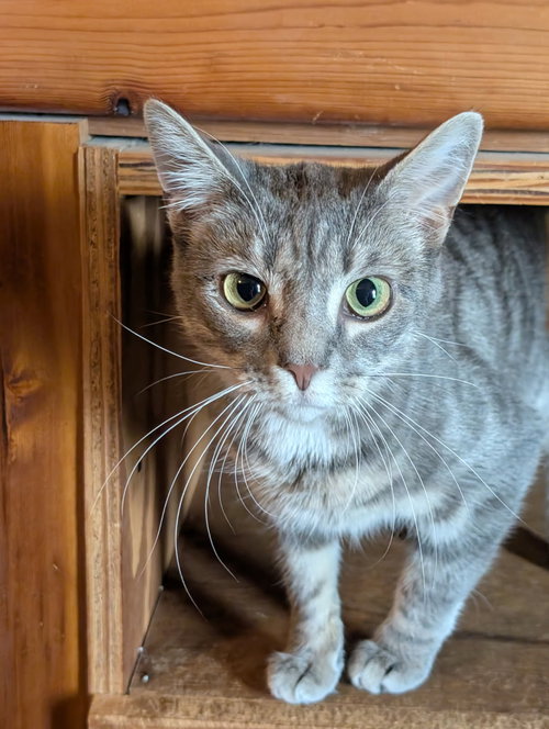 ERICA BONDED WITH SIMON - Domestic Short Hair / Tabby available for adoption