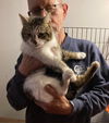 adoptable Cat in , OH named Mallie