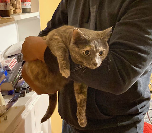adoptable Cat in Macedonia, OH named Izzy