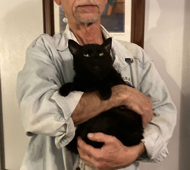 adoptable Cat in Macedonia, OH named Luisa