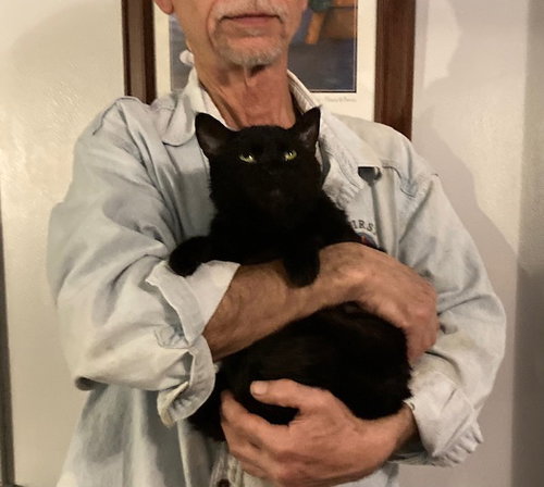LUISA - Domestic Short Hair available for adoption