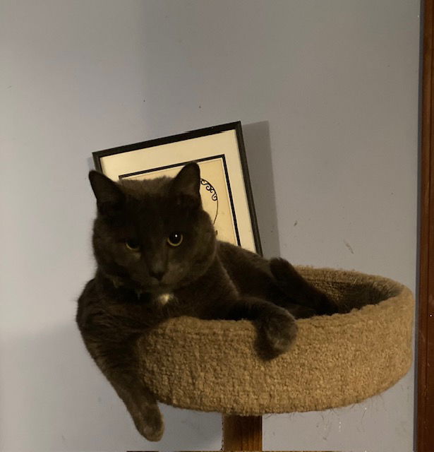adoptable Cat in Macedonia, OH named Manfield bonded with Monique