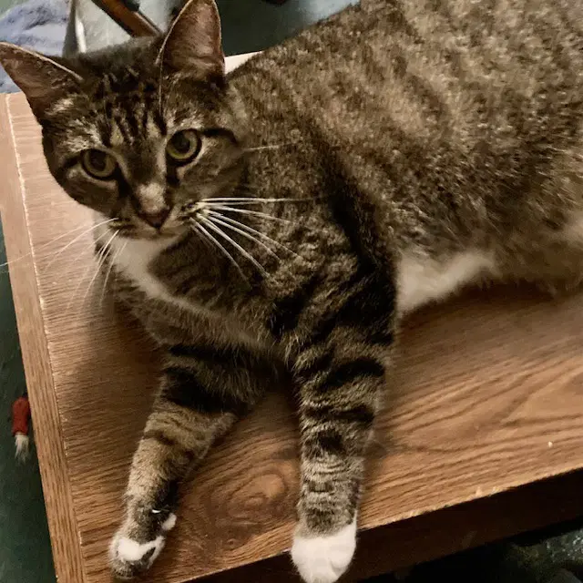 Lumpy - Domestic Short Hair