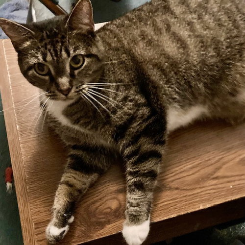 LUMPY - Domestic Short Hair available for adoption