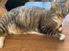 Lumpy - Photo 4
