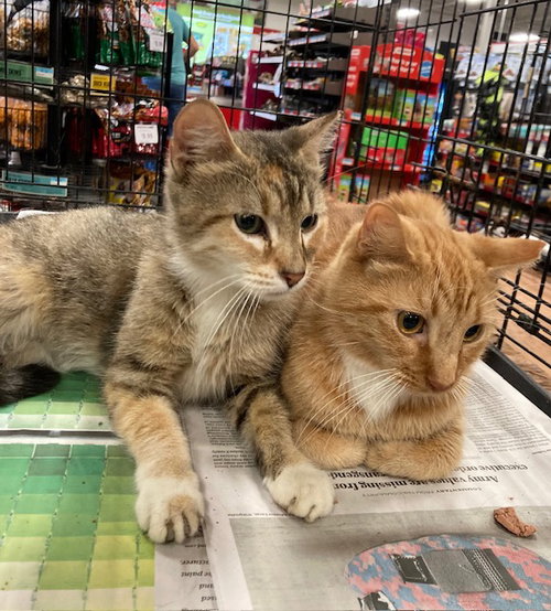 SERENA BONDED WITH VENUS - Domestic Short Hair / Tabby available for adoption