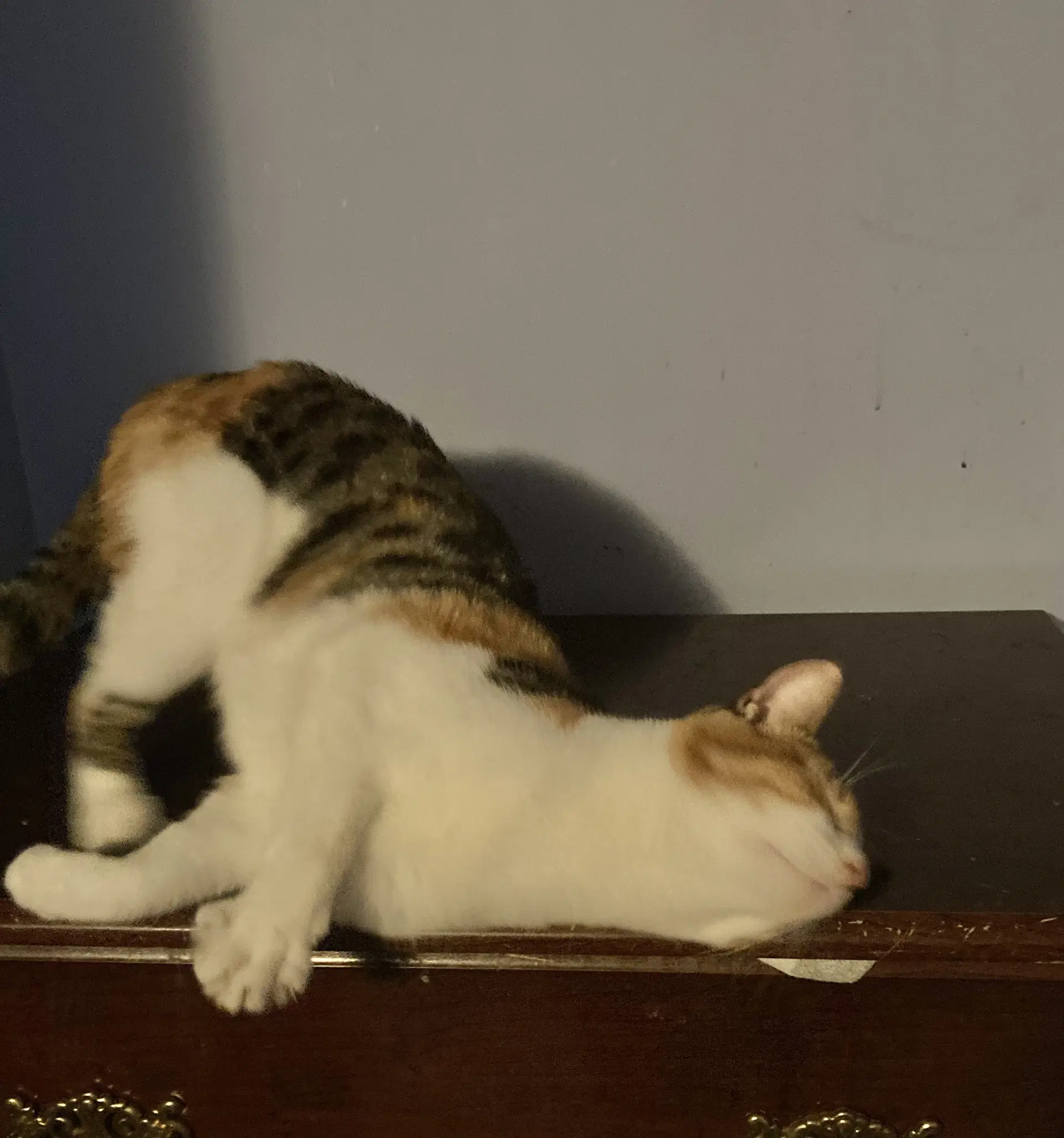 Janey - Domestic Short Hair