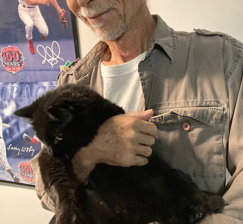 HAL BONDED WITH PUMPKIN - Domestic Medium Hair available for adoption