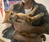 Pumpkin bonded with Hal - Photo 1
