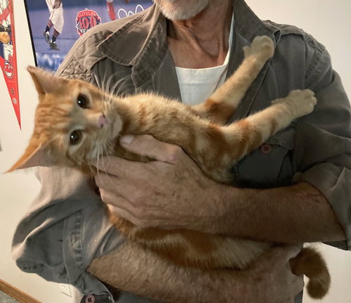 PUMPKIN BONDED WITH HAL - Domestic Short Hair available for adoption