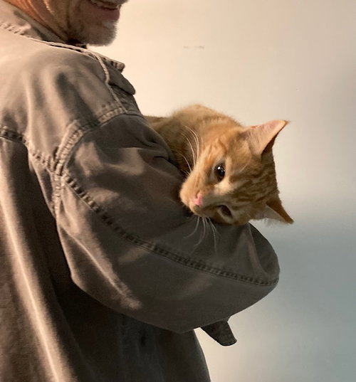PUMPKIN BONDED WITH HAL - Domestic Short Hair available for adoption