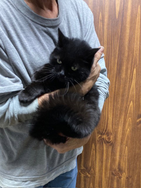 COCO - Domestic Medium Hair available for adoption
