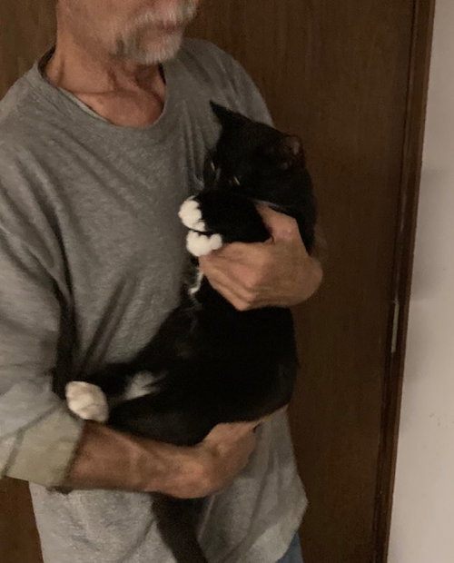BOBO - Extra-Toes Cat (Hemingway Polydactyl) available for adoption