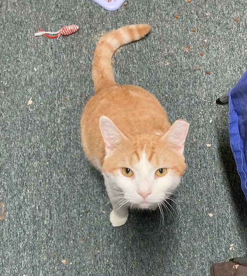 SALEM - Domestic Short Hair available for adoption