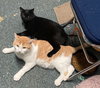 Salem - Photo 3