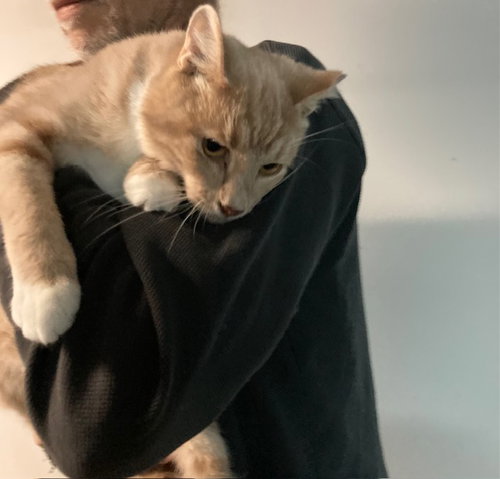 BUTTER - Domestic Short Hair available for adoption