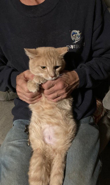 BUTTERNUT - Domestic Short Hair available for adoption