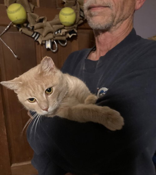 BUTTERNUT - Domestic Short Hair available for adoption