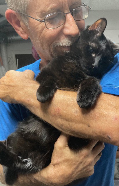 JACK SPARROW - Domestic Short Hair available for adoption